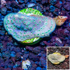LiveAquaria® Cultured Pavona Coral (click for more detail)