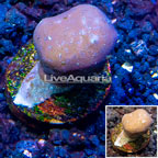 LiveAquaria® Cultured Blue Ridge Coral (click for more detail)