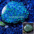 LiveAquaria® Cultured Sympodium Polyps (click for more detail)