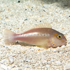 Arc-Eye Hawkfish (click for more detail)