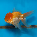 Oranda Goldfish (click for more detail)