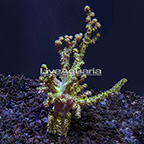 LiveAquaria® Screaming Green Tree Coral (click for more detail)