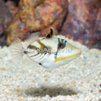 Humu Picasso Triggerfish- TINY (click for more detail)