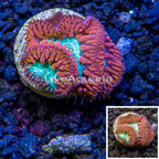 LiveAquaria® Cultured Blastomussa Coral (click for more detail)