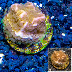 LiveAquaria® Cultured Montipora Coral (click for more detail)