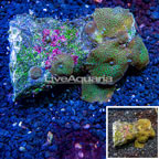 Mushroom Coral Indoneisa (click for more detail)