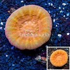 Scolymia Coral Australia (click for more detail)