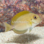 Epaulette Surgeonfish (click for more detail)