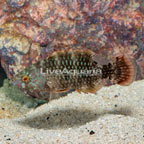Tripletail Wrasse (click for more detail)