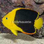 Rock Beauty Angelfish (click for more detail)