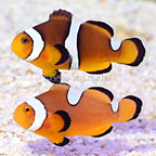 USA Captive-Bred Sanjay Black Snowflake Photon x Picasso Clownfish (Bonded Pair) (click for more detail)