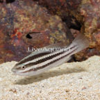 Striped Parrotfish, Juvenile (click for more detail)