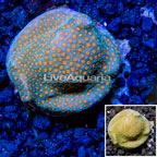 LiveAquaria® Cultured Montipora Coral (click for more detail)
