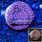 LiveAquaria® Cultured Montipora Coral (click for more detail)