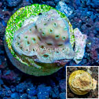LiveAquaria® Cultured Pavona Coral (click for more detail)