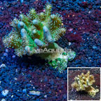 Devil's Hand Leather Coral Indonesia (click for more detail)