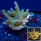 Devil's Hand Leather Coral Indonesia (click for more detail)