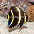 Gray (Black) Angelfish, Juvenile  (click for more detail)