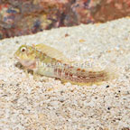 Molly Miller Blenny (click for more detail)