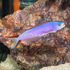 Purple Tilefish (click for more detail)