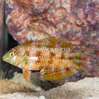Gold Nugget Wrasse (click for more detail)