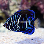 Bali Aquarich Captive-Bred Maculosus Angelfish Transitioning (click for more detail)
