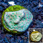 LiveAquaria® Cultured Pavona Coral (click for more detail)