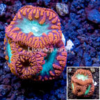 LiveAquaria® Cultured Blastomussa Coral (click for more detail)