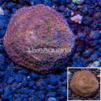 LiveAquaria® Cultured Montipora Coral (click for more detail)