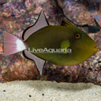 Pinktail Triggerfish (click for more detail)