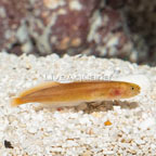 Orange Brotula (click for more detail)