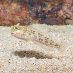 Molly Miller Blenny (click for more detail)