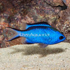 Blue Reef Chromis (click for more detail)