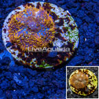 LiveAquaria® Cultured Rhodactis Mushroom  (click for more detail)