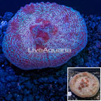 LiveAquaria® cultured Chalice Coral  (click for more detail)