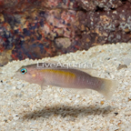Yellow Breasted Dottyback (click for more detail)