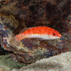 Longfin Fairy Wrasse (click for more detail)