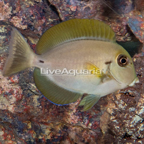Epaulette Surgeonfish (click for more detail)