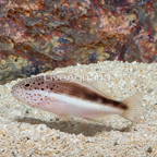 Freckled Hawkfish  (click for more detail)