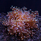 LiveAquaria® Gold Tip Frogspawn Coral (click for more detail)