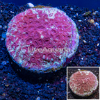 Goniastrea Brain Coral Indonesia (click for more detail)