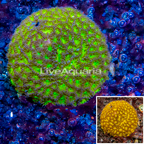 LiveAquaria® Cultured Jack-O-Lantern Leptoseris Coral (click for more detail)