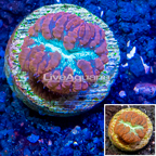LiveAquaria® Cultured Blastomussa Coral (click for more detail)