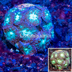 LiveAquaria® Cultured Blastomussa Coral (click for more detail)