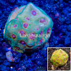 LiveAquaria® Cultured Favia Coral (click for more detail)