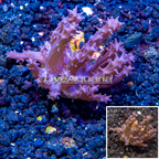 LiveAquaria® Cultured Tree Coral (click for more detail)