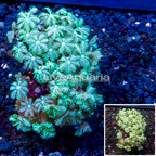 LiveAquaria® Cultured Pipe Organ Coral (click for more detail)