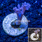 LiveAquaria® Cultured Pineapple Tree Coral (click for more detail)