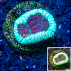 LiveAquaria® Cultured Goniastrea Brain Coral (click for more detail)