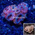 LiveAquaria® Cultured Acan Lord Coral (click for more detail)
